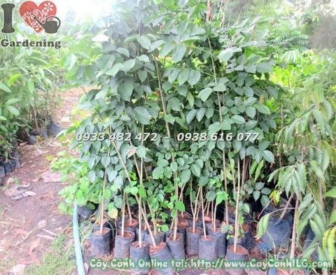 Cây Gõ Đỏ – Ý Nghĩa, Cách Chăm Sóc & Mua Bán Sỉ Lẻ Giá Tốt Tại TP.HCM
