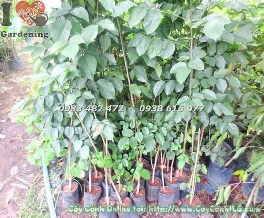 Cây Gõ Đỏ – Ý Nghĩa, Cách Chăm Sóc & Mua Bán Sỉ Lẻ Giá Tốt Tại TP.HCM