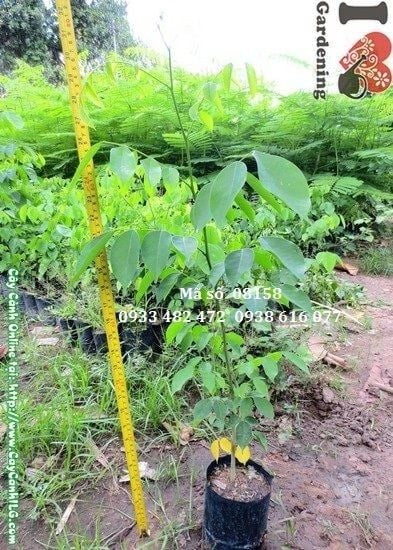 Cây Gõ Đỏ – Ý Nghĩa, Cách Chăm Sóc & Mua Bán Sỉ Lẻ Giá Tốt Tại TP.HCM