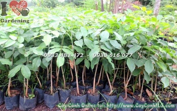 Cây Gõ Đỏ – Ý Nghĩa, Cách Chăm Sóc & Mua Bán Sỉ Lẻ Giá Tốt Tại TP.HCM