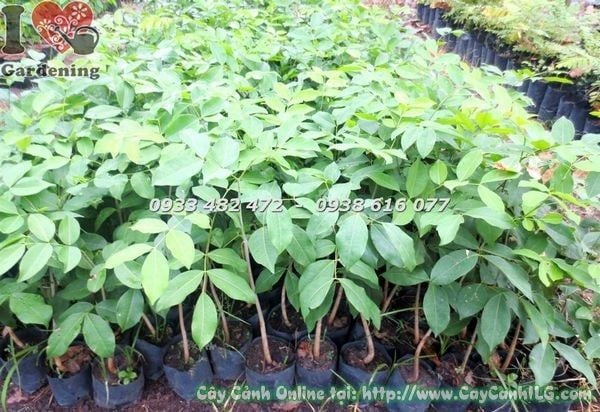 Cây Gõ Đỏ – Ý Nghĩa, Cách Chăm Sóc & Mua Bán Sỉ Lẻ Giá Tốt Tại TP.HCM