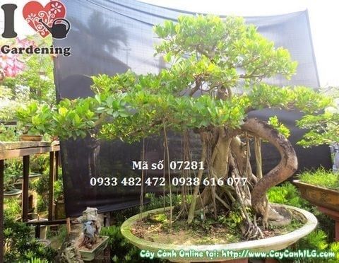 Cây Gừa Núi – Ý Nghĩa, Cách Chăm Sóc & Mua Bán Sỉ Lẻ Giá Tốt Tại TP.HCM