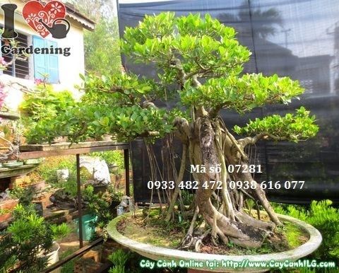 Cây Gừa Núi – Ý Nghĩa, Cách Chăm Sóc & Mua Bán Sỉ Lẻ Giá Tốt Tại TP.HCM