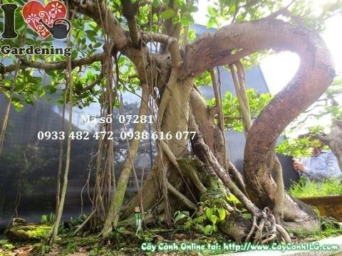 Cây Gừa Núi – Ý Nghĩa, Cách Chăm Sóc & Mua Bán Sỉ Lẻ Giá Tốt Tại TP.HCM