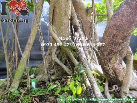 Cây Gừa Núi – Ý Nghĩa, Cách Chăm Sóc & Mua Bán Sỉ Lẻ Giá Tốt Tại TP.HCM