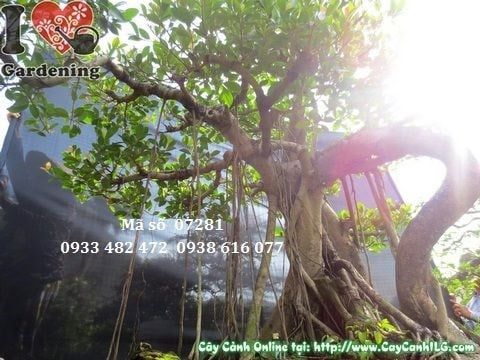 Cây Gừa Núi – Ý Nghĩa, Cách Chăm Sóc & Mua Bán Sỉ Lẻ Giá Tốt Tại TP.HCM