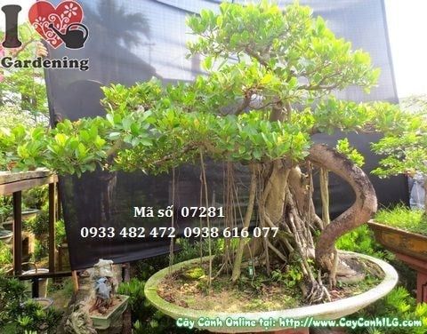 Cây Gừa Núi – Ý Nghĩa, Cách Chăm Sóc & Mua Bán Sỉ Lẻ Giá Tốt Tại TP.HCM