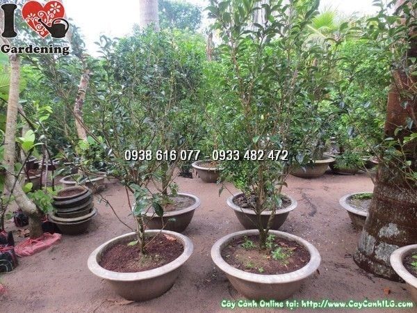Cây Hàm Tiếu – Ý Nghĩa, Cách Chăm Sóc & Mua Bán Sỉ Lẻ Giá Tốt Tại TP.HCM