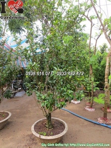 Cây Hàm Tiếu – Ý Nghĩa, Cách Chăm Sóc & Mua Bán Sỉ Lẻ Giá Tốt Tại TP.HCM