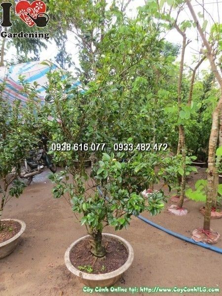 Cây Hàm Tiếu – Ý Nghĩa, Cách Chăm Sóc & Mua Bán Sỉ Lẻ Giá Tốt Tại TP.HCM