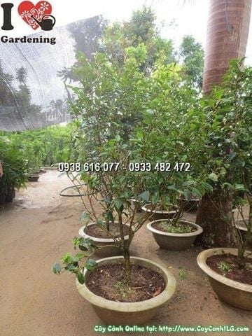 Cây Hàm Tiếu – Ý Nghĩa, Cách Chăm Sóc & Mua Bán Sỉ Lẻ Giá Tốt Tại TP.HCM