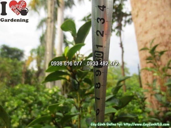 Cây Hàm Tiếu – Ý Nghĩa, Cách Chăm Sóc & Mua Bán Sỉ Lẻ Giá Tốt Tại TP.HCM