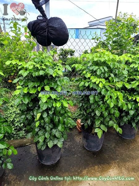 Cây Hạnh Phúc Nội Thất Cao 1m