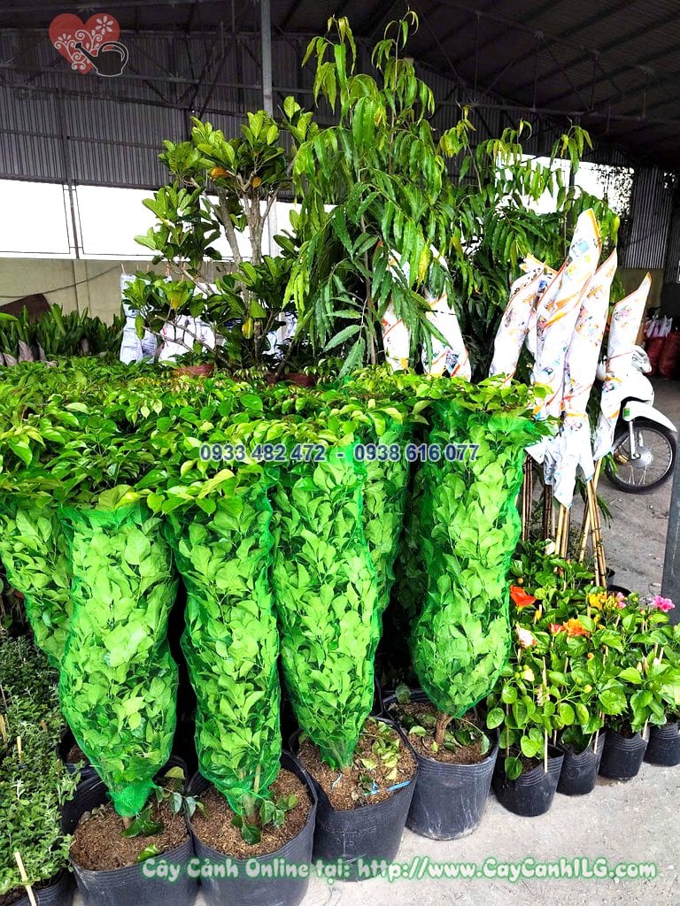 Chi tiết lá và dáng cây Hạnh Phúc nội thất cao 1m
