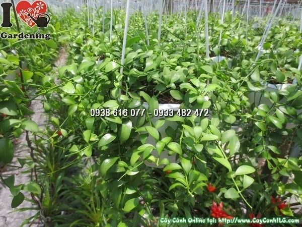 Cây Hạt Dưa – Ý Nghĩa, Cách Chăm Sóc & Mua Bán Sỉ Lẻ Giá Tốt Tại TP.HCM