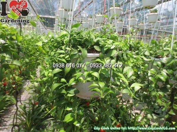Cây Hạt Dưa – Ý Nghĩa, Cách Chăm Sóc & Mua Bán Sỉ Lẻ Giá Tốt Tại TP.HCM