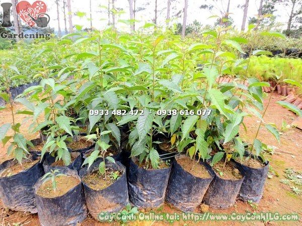 Cây Hoa Anh Đào – Ý Nghĩa, Cách Chăm Sóc & Mua Bán Sỉ Lẻ Giá Tốt Tại TP.HCM