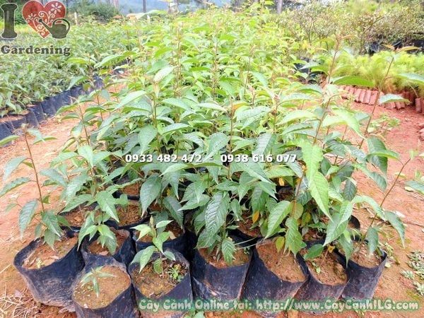 Cây Hoa Anh Đào – Ý Nghĩa, Cách Chăm Sóc & Mua Bán Sỉ Lẻ Giá Tốt Tại TP.HCM
