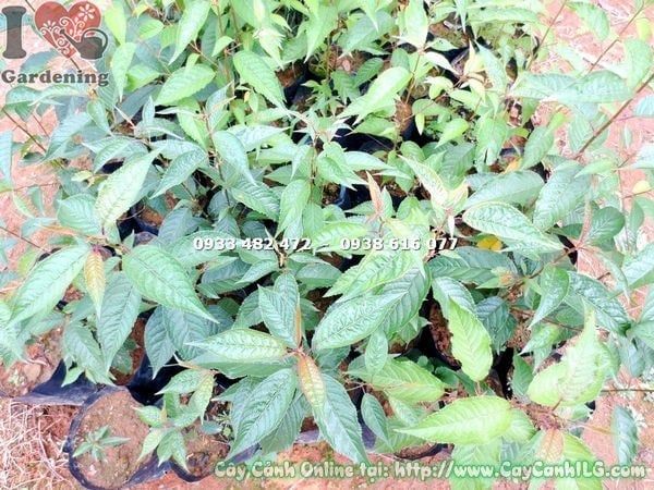 Cây Hoa Anh Đào – Ý Nghĩa, Cách Chăm Sóc & Mua Bán Sỉ Lẻ Giá Tốt Tại TP.HCM