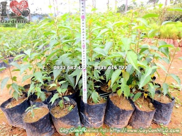 Cây Hoa Anh Đào – Ý Nghĩa, Cách Chăm Sóc & Mua Bán Sỉ Lẻ Giá Tốt Tại TP.HCM