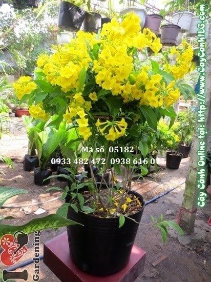 Cây Hoa Chuông Vàng – Ý Nghĩa, Cách Chăm Sóc & Mua Bán Sỉ Lẻ Giá Tốt Tại TP.HCM