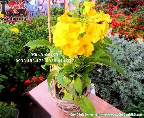 Cây Hoa Chuông Vàng – Ý Nghĩa, Cách Chăm Sóc & Mua Bán Sỉ Lẻ Giá Tốt Tại TP.HCM