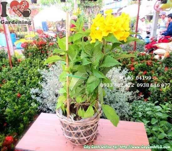 Cây Hoa Chuông Vàng – Ý Nghĩa, Cách Chăm Sóc & Mua Bán Sỉ Lẻ Giá Tốt Tại TP.HCM