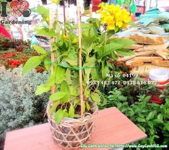 Cây Hoa Chuông Vàng – Ý Nghĩa, Cách Chăm Sóc & Mua Bán Sỉ Lẻ Giá Tốt Tại TP.HCM