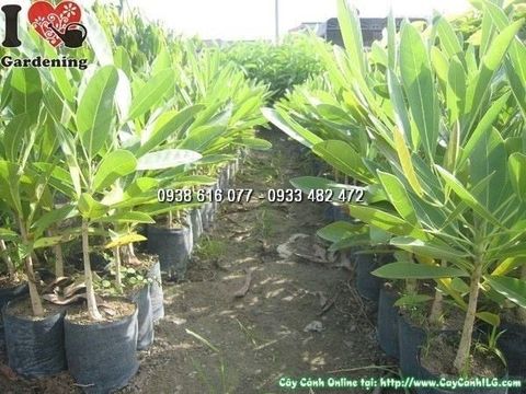 Nơi Mua Bán Cây Chuông Vàng Thân Gỗ Giá Tốt TP. Hồ Chí Minh