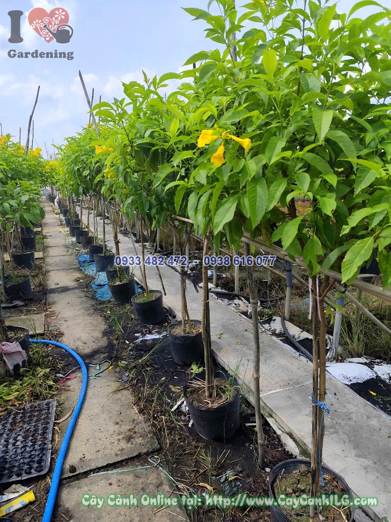 Hoa chuông vàng nở rực rỡ trên cây 1 thân cao 1.2m