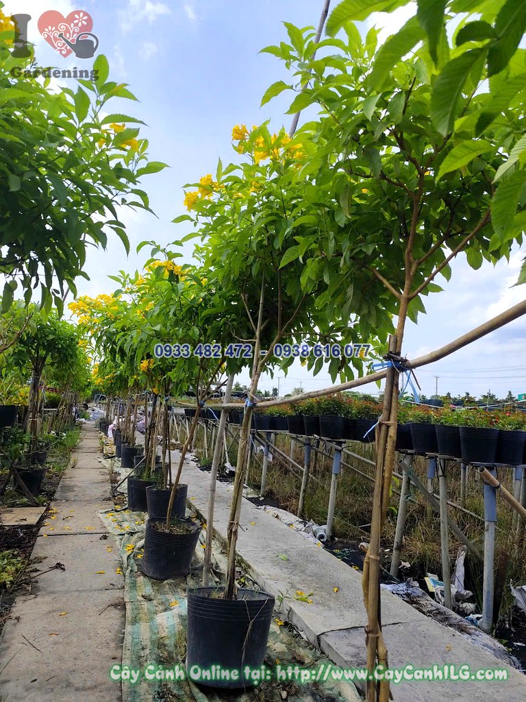 Cây hoa chuông vàng hoàng yến 1 thân cao 1.2m trồng làm cảnh quan