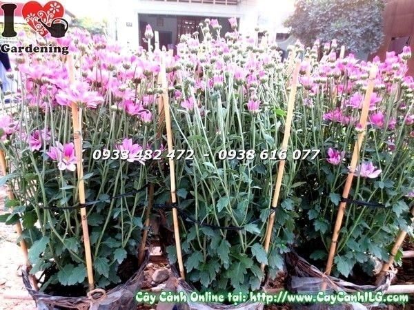 Cây Hoa Cúc Tím – Ý Nghĩa, Cách Chăm Sóc & Mua Bán Sỉ Lẻ Giá Tốt Tại TP.HCM