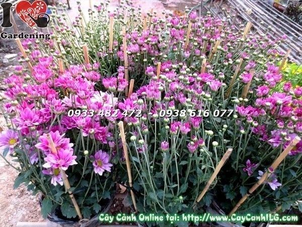 Cây Hoa Cúc Tím – Ý Nghĩa, Cách Chăm Sóc & Mua Bán Sỉ Lẻ Giá Tốt Tại TP.HCM