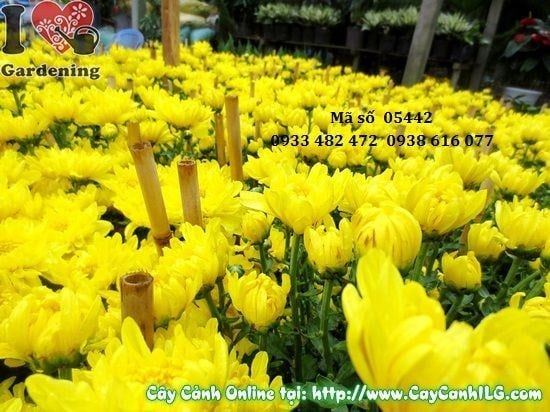 Cây Hoa Cúc Đại Đóa – Ý Nghĩa, Cách Chăm Sóc & Mua Bán Sỉ Lẻ Giá Tốt Tại TP.HCM