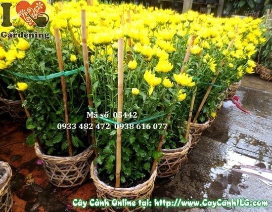 Cây Hoa Cúc Đại Đóa – Ý Nghĩa, Cách Chăm Sóc & Mua Bán Sỉ Lẻ Giá Tốt Tại TP.HCM