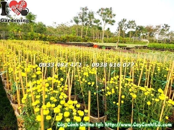 Cây Hoa Cúc Đại Đóa – Ý Nghĩa, Cách Chăm Sóc & Mua Bán Sỉ Lẻ Giá Tốt Tại TP.HCM
