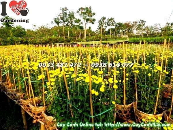 Cây Hoa Cúc Đại Đóa – Ý Nghĩa, Cách Chăm Sóc & Mua Bán Sỉ Lẻ Giá Tốt Tại TP.HCM