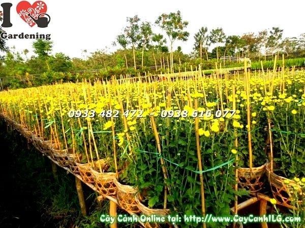 Cây Hoa Cúc Đại Đóa – Ý Nghĩa, Cách Chăm Sóc & Mua Bán Sỉ Lẻ Giá Tốt Tại TP.HCM