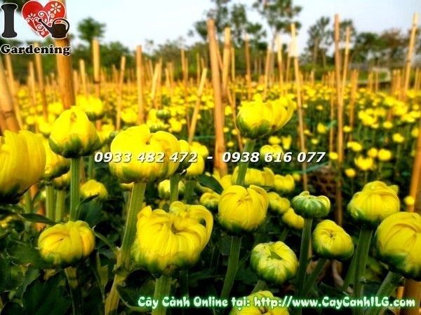 Cây Hoa Cúc Đại Đóa – Ý Nghĩa, Cách Chăm Sóc & Mua Bán Sỉ Lẻ Giá Tốt Tại TP.HCM