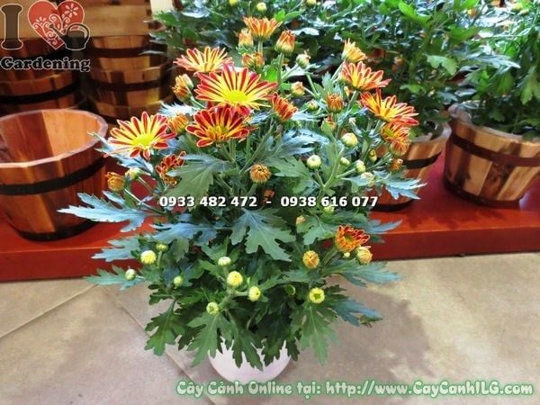 Cây Hoa Cúc Mặt Trời – Ý Nghĩa, Cách Chăm Sóc & Mua Bán Sỉ Lẻ Giá Tốt Tại TP.HCM