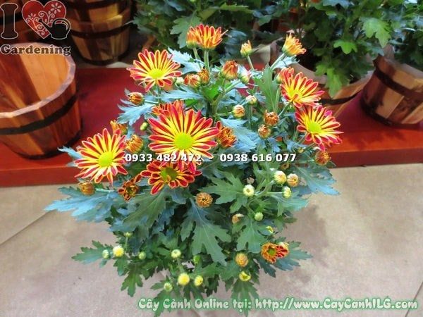 Cây Hoa Cúc Mặt Trời – Ý Nghĩa, Cách Chăm Sóc & Mua Bán Sỉ Lẻ Giá Tốt Tại TP.HCM