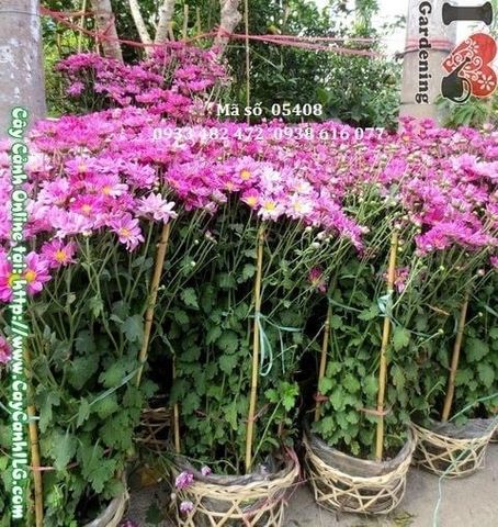 Cây Hoa Cúc Tím – Ý Nghĩa, Cách Chăm Sóc & Mua Bán Sỉ Lẻ Giá Tốt Tại TP.HCM