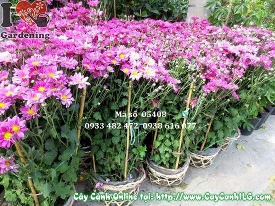 Cây Hoa Cúc Tím – Ý Nghĩa, Cách Chăm Sóc & Mua Bán Sỉ Lẻ Giá Tốt Tại TP.HCM