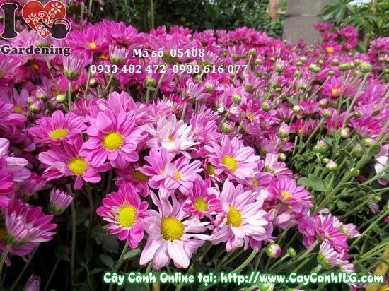 Cây Hoa Cúc Tím – Ý Nghĩa, Cách Chăm Sóc & Mua Bán Sỉ Lẻ Giá Tốt Tại TP.HCM