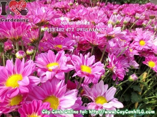 Cây Hoa Cúc Tím – Ý Nghĩa, Cách Chăm Sóc & Mua Bán Sỉ Lẻ Giá Tốt Tại TP.HCM