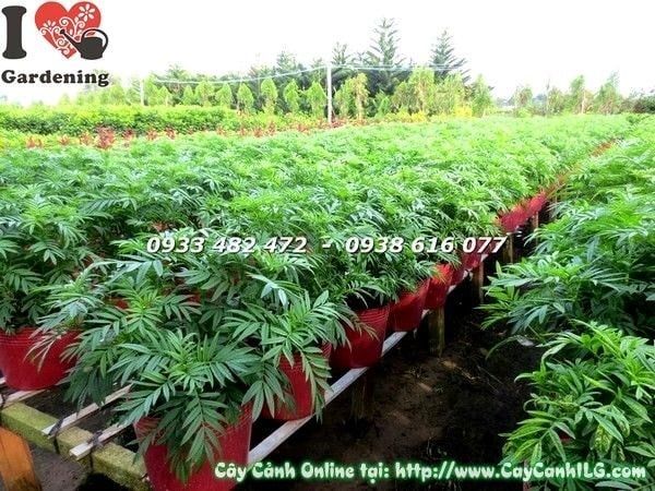 Cây Hoa Cúc Vạn Thọ – Ý Nghĩa, Cách Chăm Sóc & Mua Bán Sỉ Lẻ Giá Tốt Tại TP.HCM