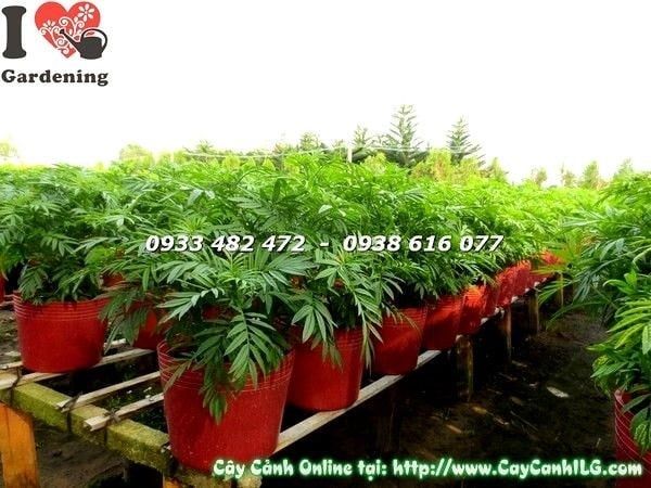 Cây Hoa Cúc Vạn Thọ – Ý Nghĩa, Cách Chăm Sóc & Mua Bán Sỉ Lẻ Giá Tốt Tại TP.HCM