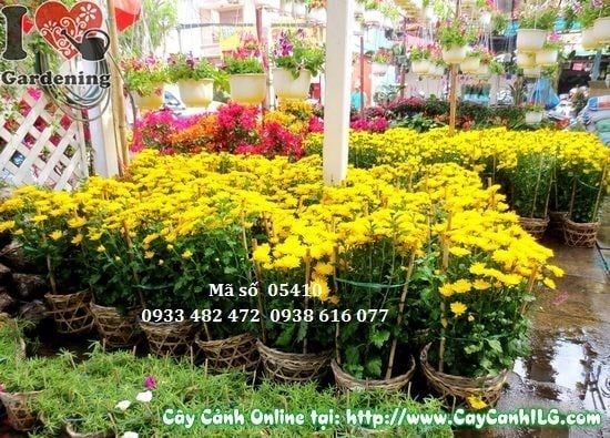 Cây Hoa Cúc Vàng – Ý Nghĩa, Cách Chăm Sóc & Mua Bán Sỉ Lẻ Giá Tốt Tại TP.HCM