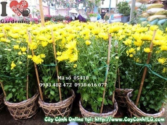 Cây Hoa Cúc Vàng – Ý Nghĩa, Cách Chăm Sóc & Mua Bán Sỉ Lẻ Giá Tốt Tại TP.HCM