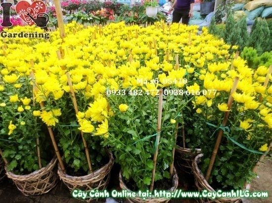 Cây Hoa Cúc Vàng – Ý Nghĩa, Cách Chăm Sóc & Mua Bán Sỉ Lẻ Giá Tốt Tại TP.HCM